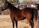 Monaco - Gelding in Phoenix, AZ Monaco - Gelding in Phoenix, AZ