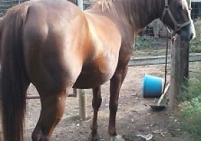 Trail/ Broodmare Mare! Quarter Horse Mare