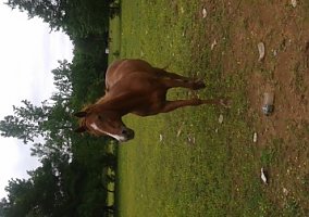 Quarter Horse (Quarter Horse, Mare) in Clarksville, AR