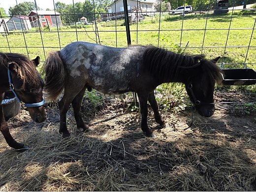 Yearling Blue Roan Stud Colt