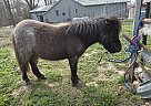 Miniature - Horse for Sale in Barnett, MO 65011 Miniature - Horse for Sale in Barnett, MO 65011