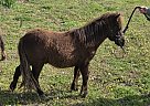 Miniature - Horse for Sale in Barnett, MO 65011 Miniature - Horse for Sale in Barnett, MO 65011