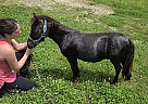 Miniature - Horse for Sale in Barnett, MO 65011