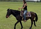 Missouri Fox Trotter - Horse for Sale in Wedgefield, SC 29168