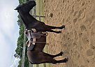 Tennessee Walking - Horse for Sale in Wedgefield, SC 29168