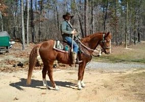 13yr old Registered Quarter Horse Quarter Horse Gelding