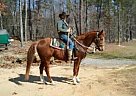 Quarter Horse - Horse for Sale in Elkins, WV 26241 Quarter Horse - Horse for Sale in Elkins, WV 26241