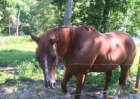 Quarter Horse (Quarter Horse, Gelding) in Elkins, WV