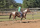 Paint - Horse for Sale in Wedgefield, SC 29168