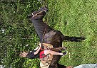 Tennessee Walking - Horse for Sale in Wedgefield, SC 29168 Tennessee Walking - Horse for Sale in Wedgefield, SC 29168