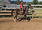 Quarter Horse - Horse for Sale in Wedgefield, SC 29168