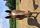 Quarter Horse - Horse for Sale in Wedgefield, SC 29168