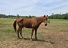 Tennessee Walking - Horse for Sale in Wedgefield, SC 29168