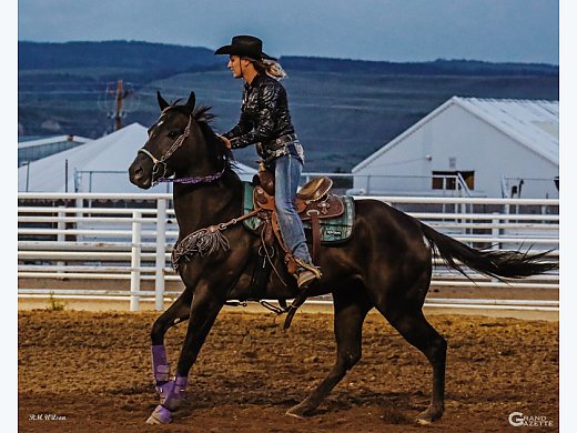 Amazing Horse for Sale