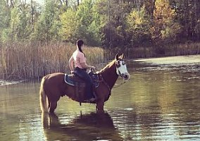 Amazing Trail Gelding Diesel