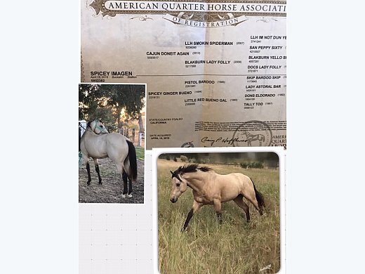 AQHA Buttermilk Buckskin - Quarter Horse for Sale in ...