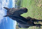 Friesian - Horse for Sale in Hollis, NH 03049