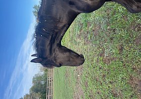Friesian (Friesian, Stallion) in Hollis, NH