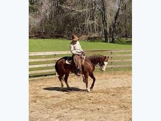 Gentle Quarterhorse Mare