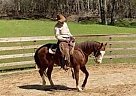 Quarter Horse - Horse for Sale in Oxford, MS 38655