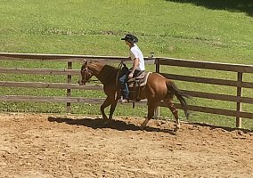 Quarter Horse (Quarter Horse, Mare) in Oxford, MS
