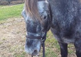 Jumper Pony For Lease Welsh Pony Gelding