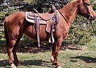 Missouri Fox Trotter - Horse for Sale in Xenia, OH 45385 Missouri Fox Trotter - Horse for Sale in Xenia, OH 45385