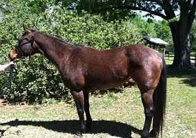 Quarter Horse (Quarter Horse, Mare) in Perry, FL