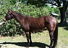 Quarter Horse - Horse for Sale in Perry, FL 32347 Quarter Horse - Horse for Sale in Perry, FL 32347
