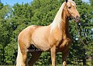 Tennessee Walking - Horse for Sale in HUSTONVILLE, KY 40437