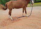 Other - Horse for Sale in Spotsylvania, VA 22508