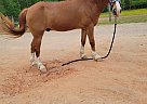 Other - Horse for Sale in Spotsylvania, VA 22508 Other - Horse for Sale in Spotsylvania, VA 22508
