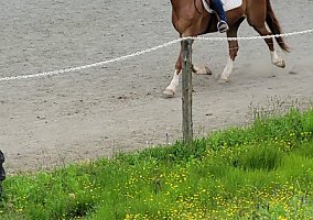 Quarter Horse (Quarter Horse, Gelding) in Spotsylvania, VA