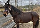 Standardbred - Horse for Sale in Tiplersville, MS 38674