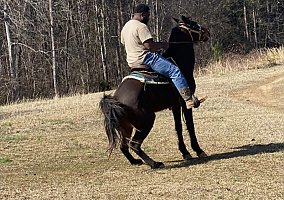 Standerbreed (Standardbred, Mare) in Tiplersville, MS