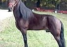 Super Mellow With a Heart Of Gol... Tennessee Walking Stallion