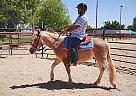 Grand Chawhee - Gelding in Gilbert, AZ Grand Chawhee - Gelding in Gilbert, AZ