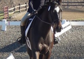 16.1 Seven yr. old OTTB for Sale Thoroughbred