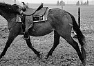 Andalusian - Horse for Sale in Ilderton, ON N0M1P0 Andalusian - Horse for Sale in Ilderton, ON N0M1P0