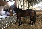Nada - Stallion in Versailles, KY Nada - Stallion in Versailles, KY