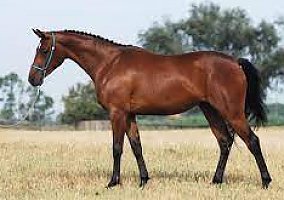 Quarter Horse (Quarter Horse, Gelding) in Clearfield, UT