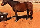 Thoroughbred - Horse for Sale in Clinton, OK 73601