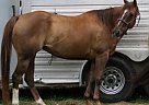 Phenomenal Barrel Horse Appendix Mare