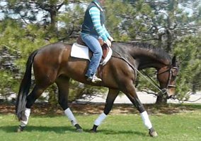 Beautiful Moving HUS Appendix- D... Appendix Gelding