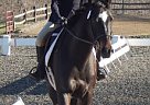 16.1 Seven yr. old OTTB for Sale Thoroughbred