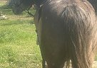 Quarter Horse - Horse for Sale in Stephenville, TX 76401 Quarter Horse - Horse for Sale in Stephenville, TX 76401