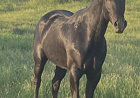 Quarter Horse (Quarter Horse, Gelding) in Lenox, IA