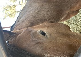 Quarter Horse (Quarter Horse, Gelding) in Stephenville, TX