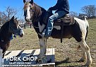 Draft - Horse for Sale in LAWERANCEBURG, TN 40342 Draft - Horse for Sale in LAWERANCEBURG, TN 40342