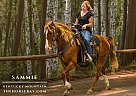 Kentucky Mountain - Horse for Sale in Barbourville, KY 40906